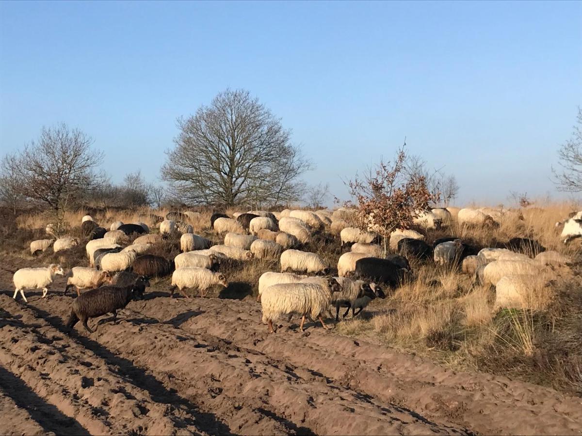 Apartmán Het Grote Paard Havelte Exteriér fotografie